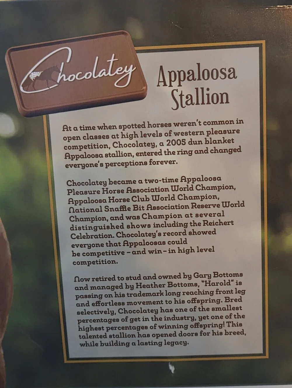 BREYER TRADITIONAL-Chocolatey Dun Blanket Appaloosa Stallion Horse-Roxy Mold-NEW